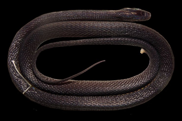 Schlange - &copy; Foto: Aryeh H. Miller/dpa