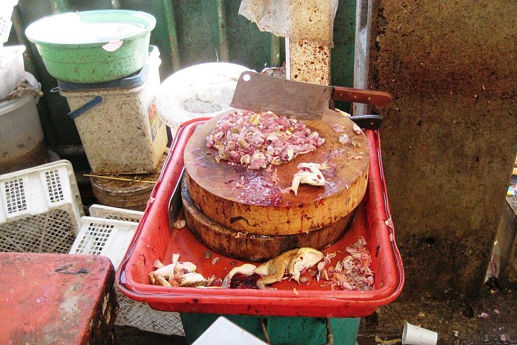 Froschschenkel - &copy; Foto: -/Pro Wildlife/dpa