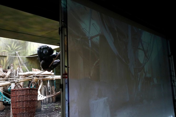 Videoschalte f&uuml;r gelangweilte Zoo-Schimpansen - &copy; Foto: Petr David Josek/AP/dpa