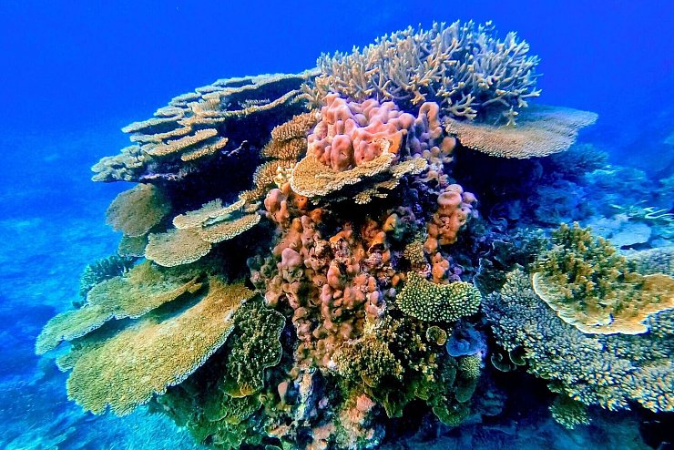 - &copy; ---/Great Barrier Reef Foundation/dpa