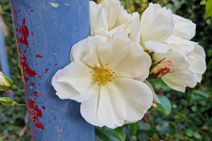 Dieses Motiv hat Peter-Uwe Sperber auf dem Hof der Brandes'schen Apotheke gefunden. - &copy; Peter-Uwe Sperber