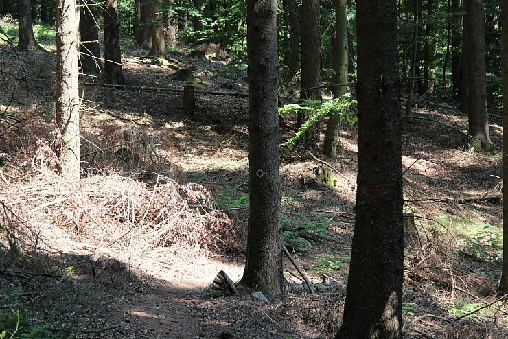 "NaturZeitReise" im Schwalenberger Wald. - © Silke Buhrmester