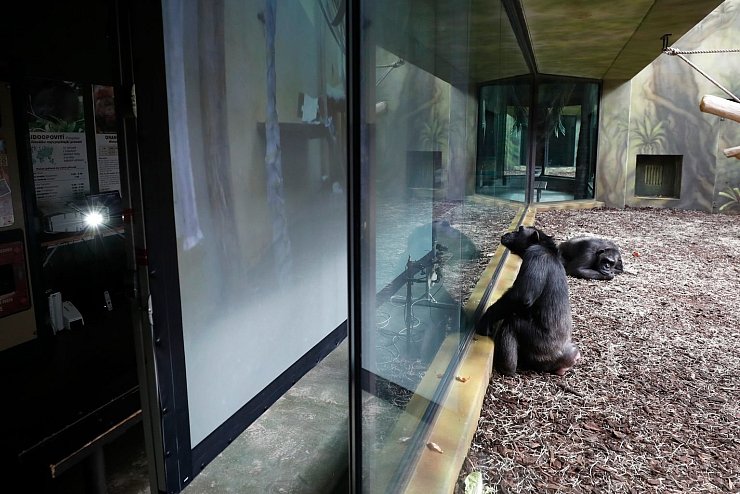 Videoschalte f&uuml;r gelangweilte Zoo-Schimpansen - &copy; Foto: Petr David Josek/AP/dpa
