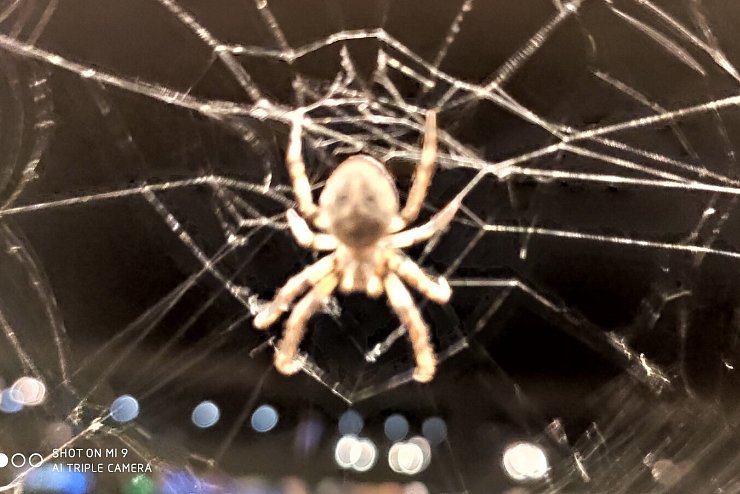 Spinnennetze und ihre Erbauer sind im Herbst leicht zu entdecken, denn der Tau f&auml;ngt sich in den zarten Seidenf&auml;den. - &copy; Sylvia Wehrhahn