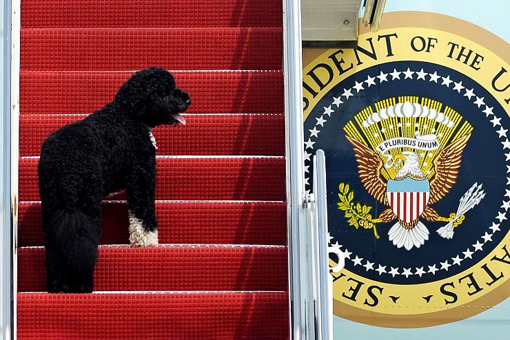 Haustiere im Weißen Haus - Obama - © Foto: Cliff Owen/AP/dpa