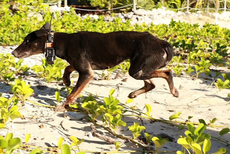 Wildhund - © Foto: Ben Allen/University of Southern Queensland/dpa