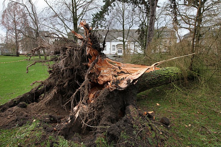 Am frühen Nachmittag fällte Sturm Friederike einige der größten und ältesten Bäume auf dem Detmolder Schlossplatz, darunter eine Lärche, Tujen und eine Tanne. Der Platz wurde anschließend wegen anhaltender Astbruchgefahr gesperrt. - © Bernhard Preuss