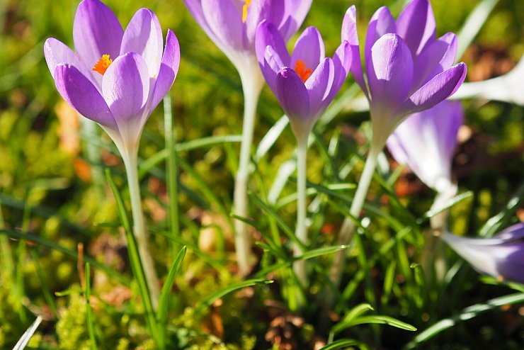 Blumen am Fuße des Köterbergs. - © Gesa Wolf
