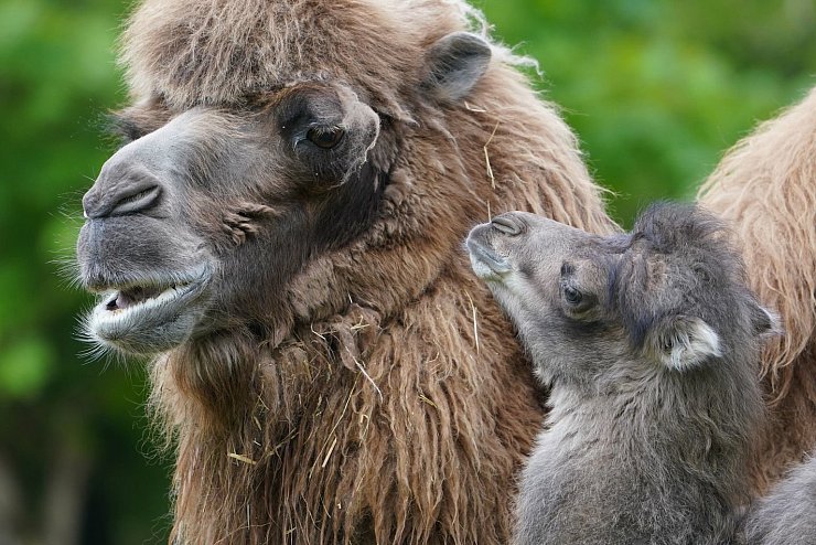 Kamel-Nachwuchs - &copy; Foto: Marcus Brandt/dpa