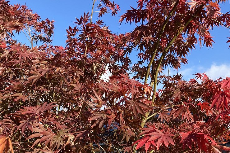 Dieses Herbstfoto schickte uns Angelika Spitzer - &copy; Angelika Spitzer