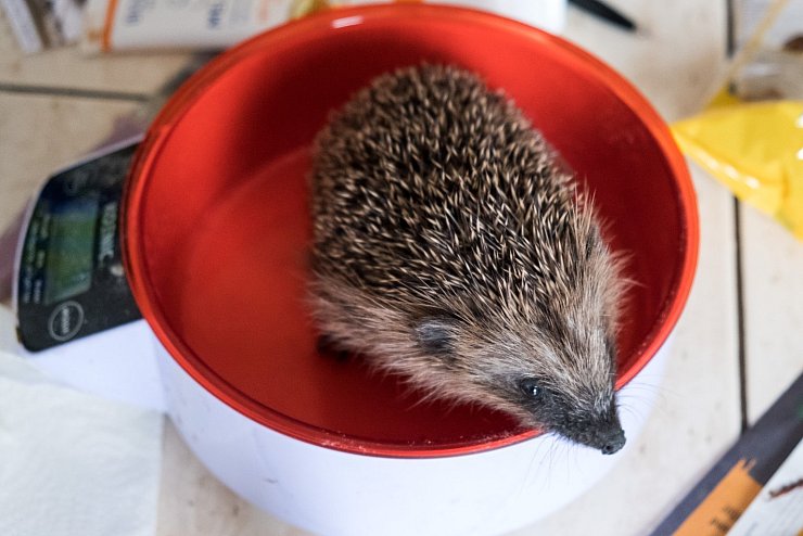 Igel auf einer Waage - © Foto: Daniel Bockwoldt/dpa