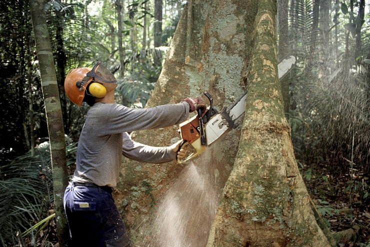 Holzfäller - © Foto: Werner Rudhart