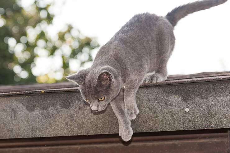 Teddy erkundet sein Revier auf einer ehemaligen St&auml;tte. Er ist eine Hofkatze und kommt nur mal zum Fressen vorbei, ist kastriert und sorgt f&uuml;r die Begrenzung des M&auml;usewachstums. - &copy; Wilhelm Budde