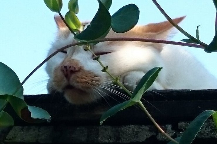 Der Herr in Wei&szlig;-Rot liegt scheinbar schlummernd aber immer auf Achtung auf dem Schuppendach. - &copy; Doris Lux