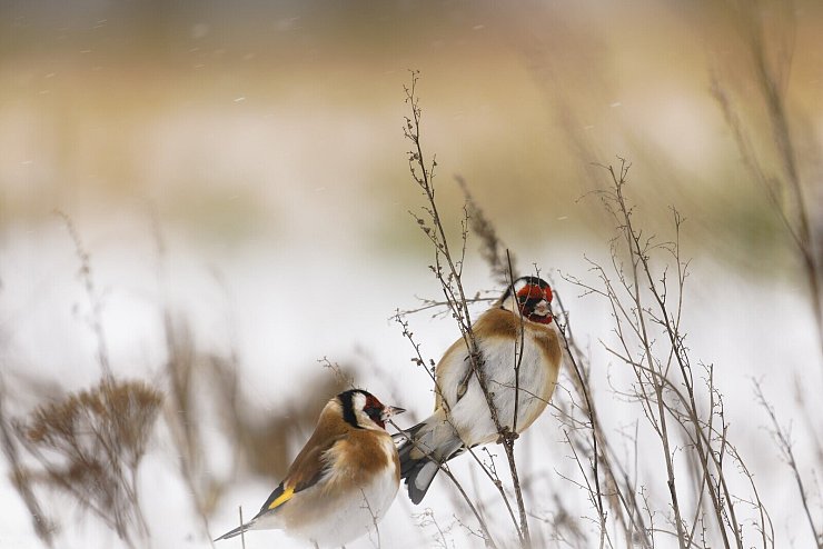 Dieses winterliche Foto der Stieglitze im Schnee machte Beate Meier in Reken. - © Beate Meier