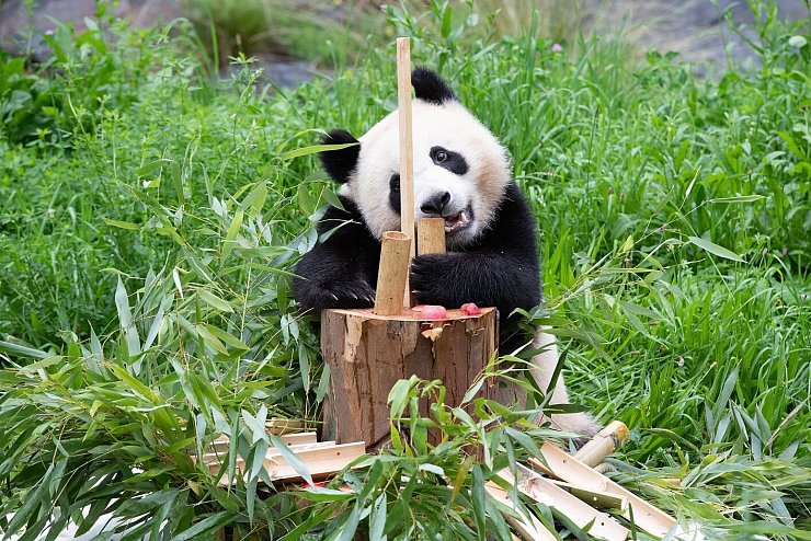 Panda-Zwillinge im Zoo Berlin - &copy; Foto: Paul Zinken/dpa