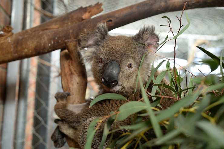 Geretteter Koala - © Foto: Subel Bhandari/dpa