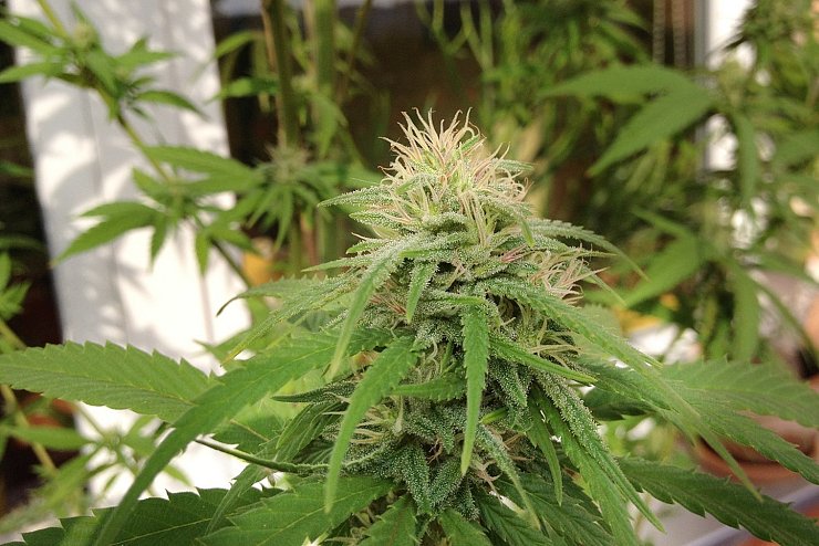 Cannabis - © Foto: Paul Zinken/dpa