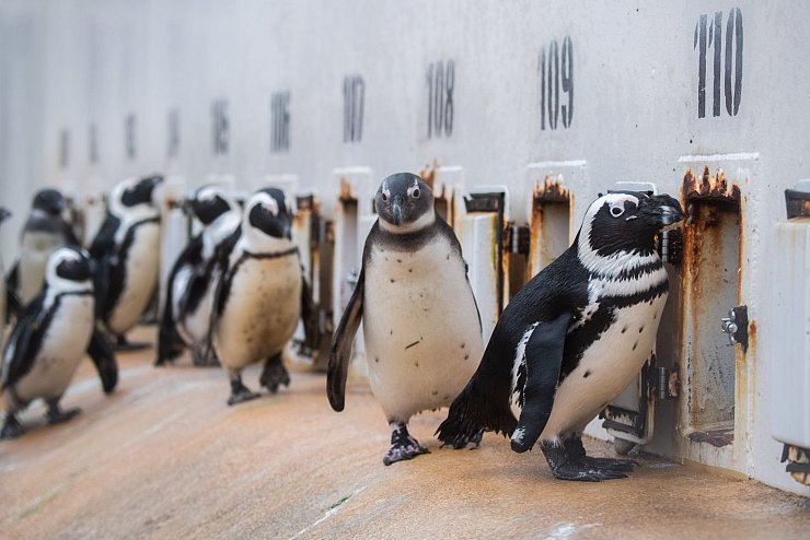Tier-Patenschaften im Zoo - &copy; Foto: Julian Stratenschulte/dpa