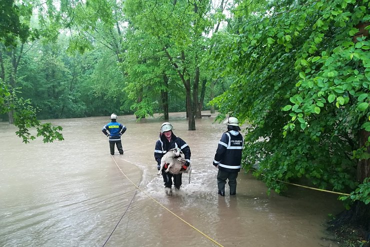 Tierrettung: Die Feuerwehr versucht am Bierweg hinter dem Braker Schloss möglichst viele Schafe aus den Fluten zu fischen. Vermutlich knapp 30 Tiere werden jedoch von den Wassermassen mitgerissen und ertrinken. - © Freiwillige Feuerwehr Lemgo