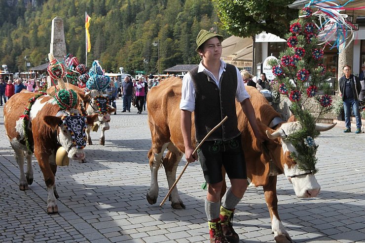 Almabtrieb am K&ouml;nigssee - &copy; Foto: Kilian Pfeiffer/dpa