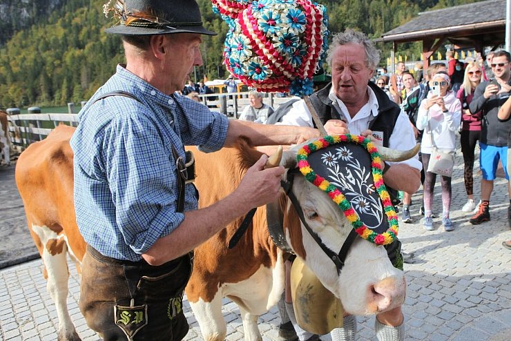 Almabtrieb am K&ouml;nigssee - &copy; Foto: Kilian Pfeiffer/dpa