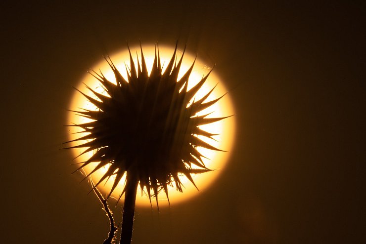 Sonne pur - &copy; Foto: Sebastian Gollnow/dpa