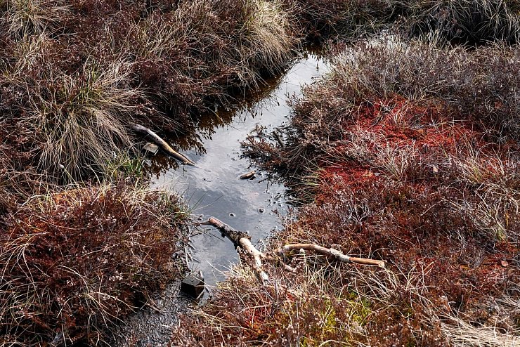 Schwarzmoor in der Rh&ouml;n - &copy; Foto: Daniel Vogl/dpa