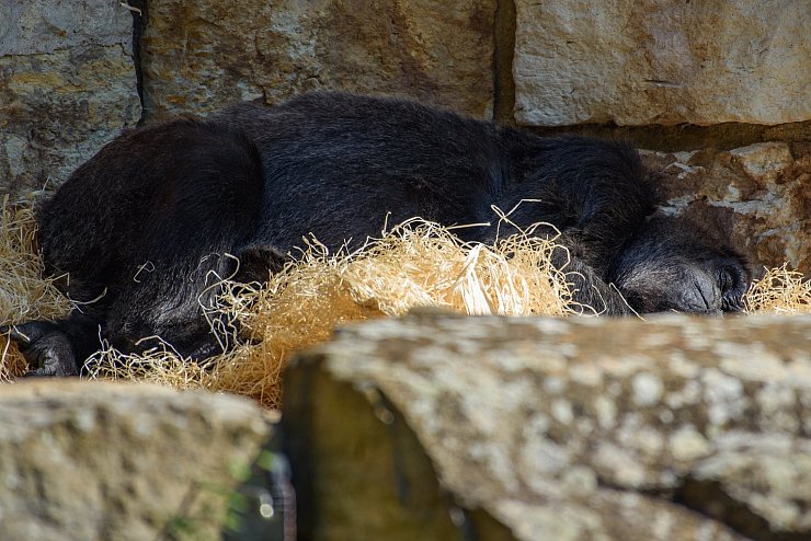 Senioren im Zoo Berlin - &copy; Foto: Gregor Fischer