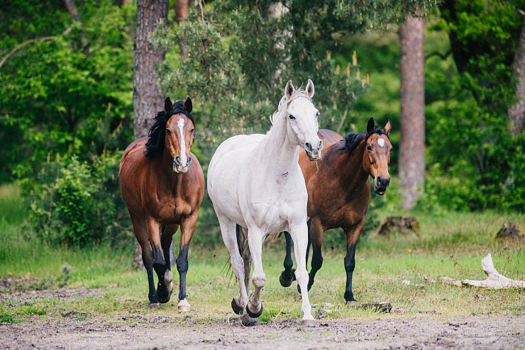 Die Senner Wildpferde sind zurück in der Moosheide. Foto: Besim Mazhiqi - © Besim Mazhiqi