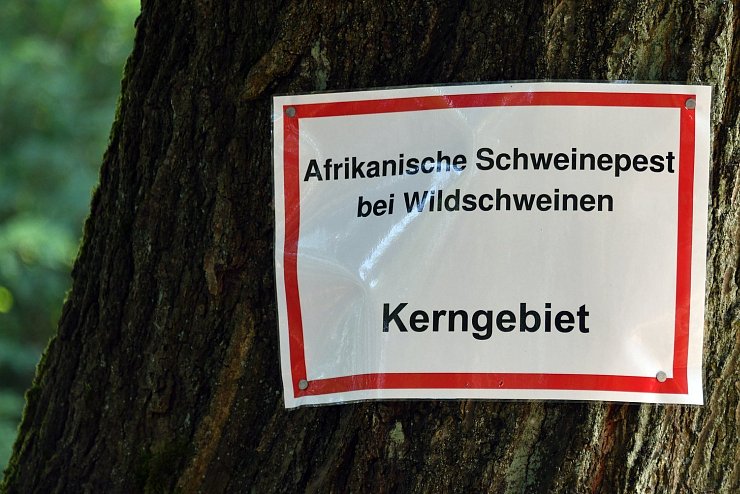 Schweinpest - &copy; Foto: Bernd Settnik/dpa-Zentralbid/dpa