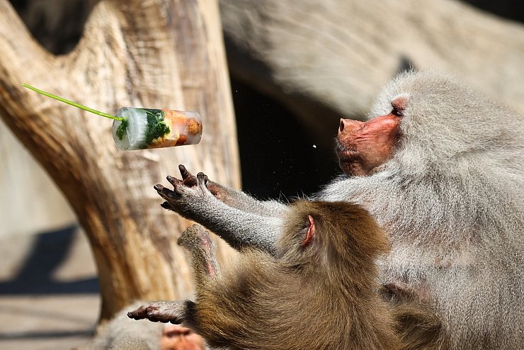 Sommerhitze im Zoo - © Foto: Christian Charisius/dpa
