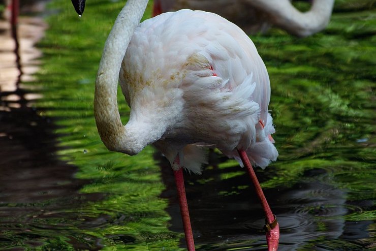 Senioren im Zoo Berlin - &copy; Foto: Gregor Fischer