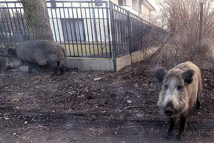 Schweinepest in Polen - © Foto: Czarek Sokolowski/AP/dpa