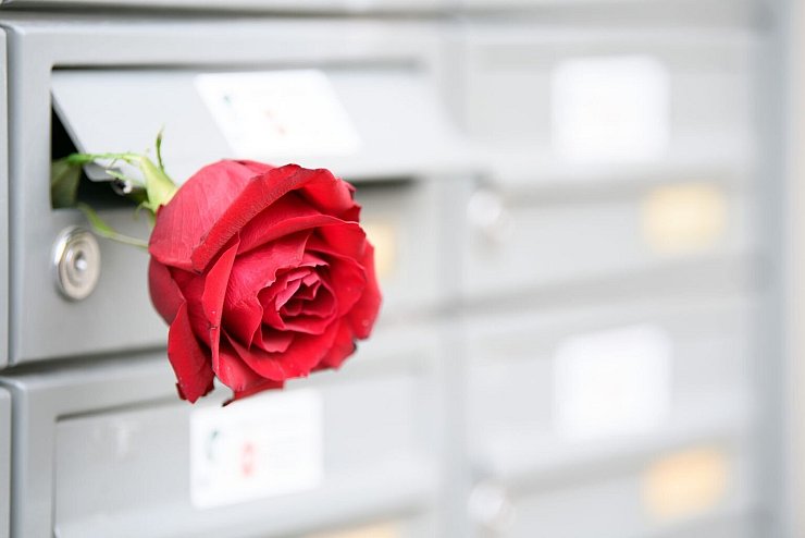 Rote Rose - &copy; Foto: Soeren Stache/dpa-Zentralbild/dpa