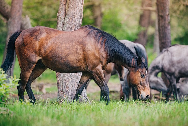 Die Senner Wildpferde sind zurück in der Moosheide. Foto: Besim Mazhiqi - © Besim Mazhiqi