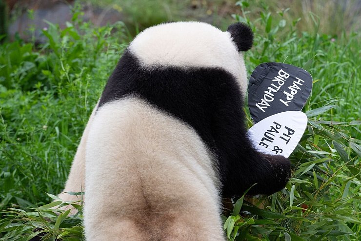 Panda-Mutter - &copy; Foto: Paul Zinken/dpa