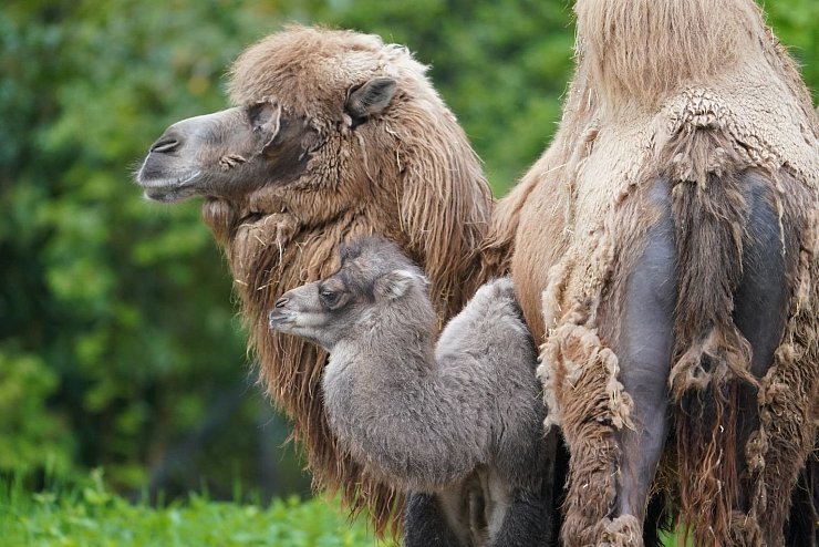 Kamel-Nachwuchs - &copy; Foto: Marcus Brandt/dpa
