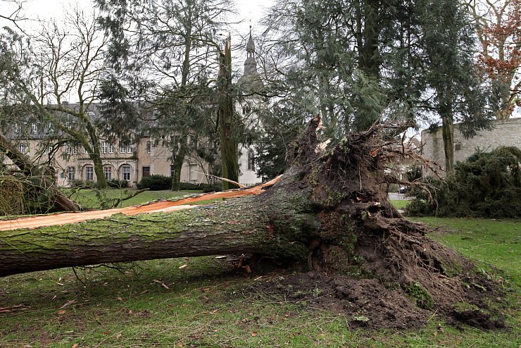 Am frühen Nachmittag fällte Sturm Friederike einige der größten und ältesten Bäume auf dem Detmolder Schlossplatz, darunter eine Lärche, Tujen und eine Tanne. Der Platz wurde anschließend wegen anhaltender Astbruchgefahr gesperrt. - © Bernhard Preuss