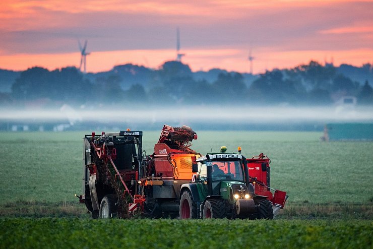Ernte von Bio-M&ouml;hren am fr&uuml;hen Morgen - &copy; Foto: Julian Stratenschulte/dpa