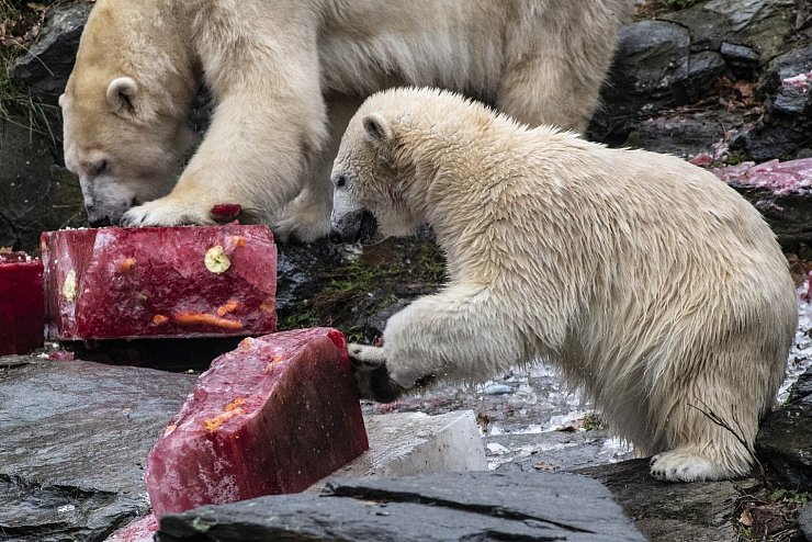Erster Geburtstag von Eisbärin Hertha im Tierpark - © Foto: Paul Zinken/dpa