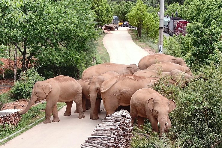 Elefantenwanderung - &copy; Foto: Uncredited/Yunnan Forest Fire Brigade/AP/dpa