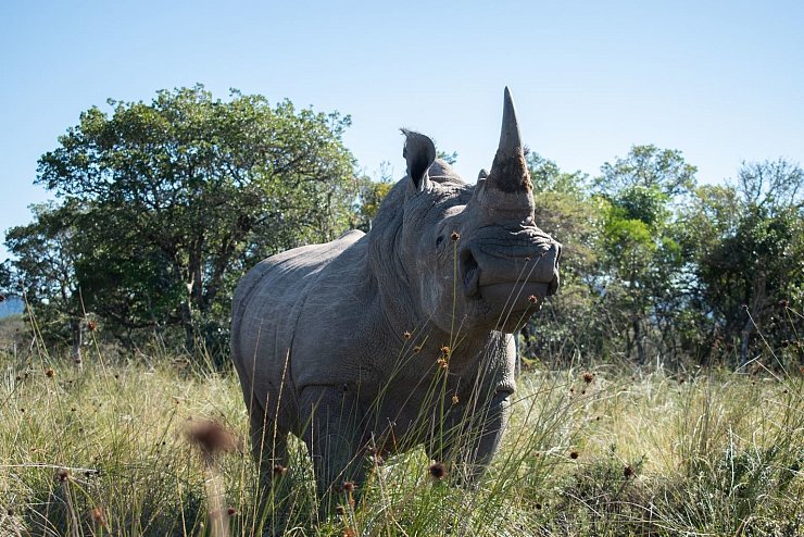 Nashorn «Igor» - © Foto: Jessica Shuttleworth/University of the Witwatersrand/dpa