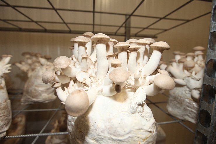 LZ öffnet Türen: Ausflug zum Pilzhof. - © Vera Gerstendorf-Welle