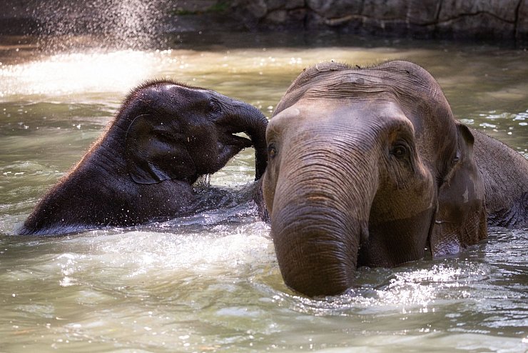 Sommerhitze im Zoo - © Foto: Christian Charisius/dpa