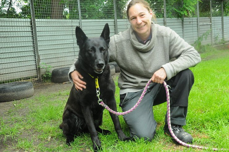 Laika ist seit fast vier Jahren im Tierheim. Sarah Keulert sucht für sie Schäferhund-erfahrene Menschen. - © Heiko Kaiser
