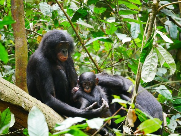 Bonobos (Pan paniscus) sind die nächsten lebenden Verwandten des Menschen. - © Maud Mouginot/dpa