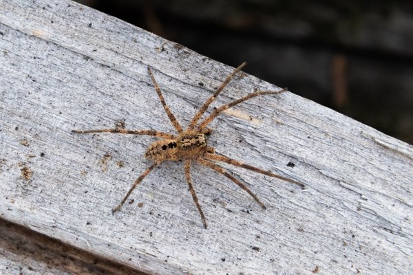 Die Nosferatu-Spinne erreicht eine Körperlänge von bis zu zwei und eine Beinspannweite von etwa fünf Zentimetern. - © Robert Pfeifle/NABU/dpa