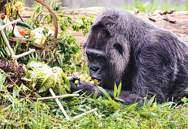 Gorilla Fatou feiert ihren 67. Geburtstag im Zoo Berlin. - © Paul Zinken/dpa