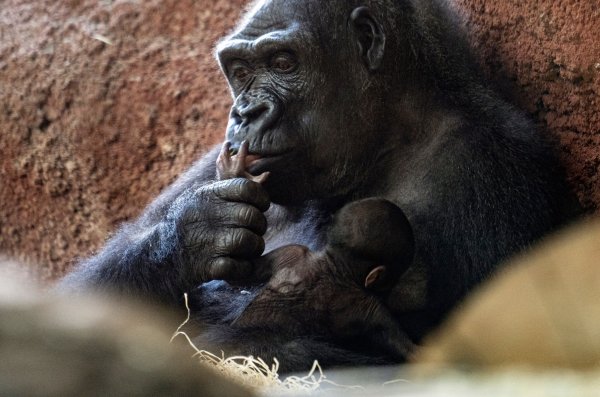Die Gorilla-Dame Kijivu kümmert sich um ihr Kind. - © Vondrou? Roman/CTK/dpa